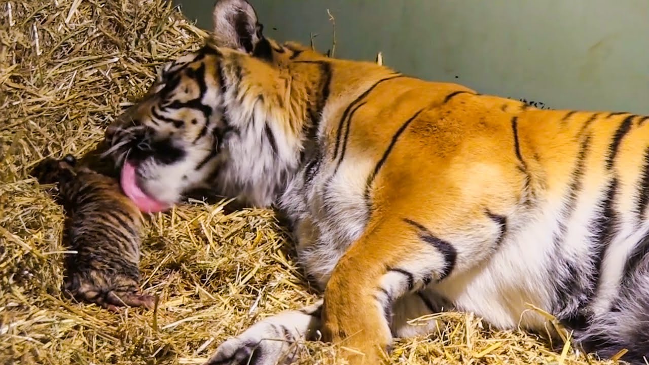 Surprise to employees Zoo, Welcome  to 4 newborn tiger in morning 