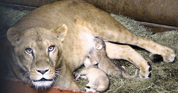 Cute lion cub born after 5 years protected by mom at Ehime Tobe Zoo | Mainichi Shimbun
