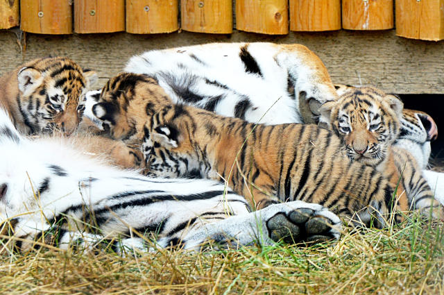 Amur tiger steps out with month-old cubs for first time - just in time for World Tiger Day