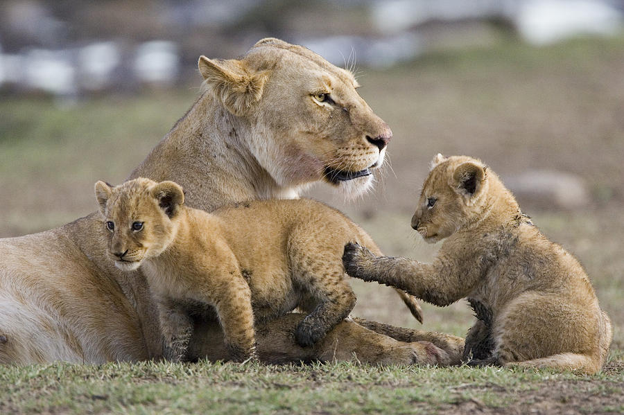 Cute Playful Lion Cubs and Mum in the Wild