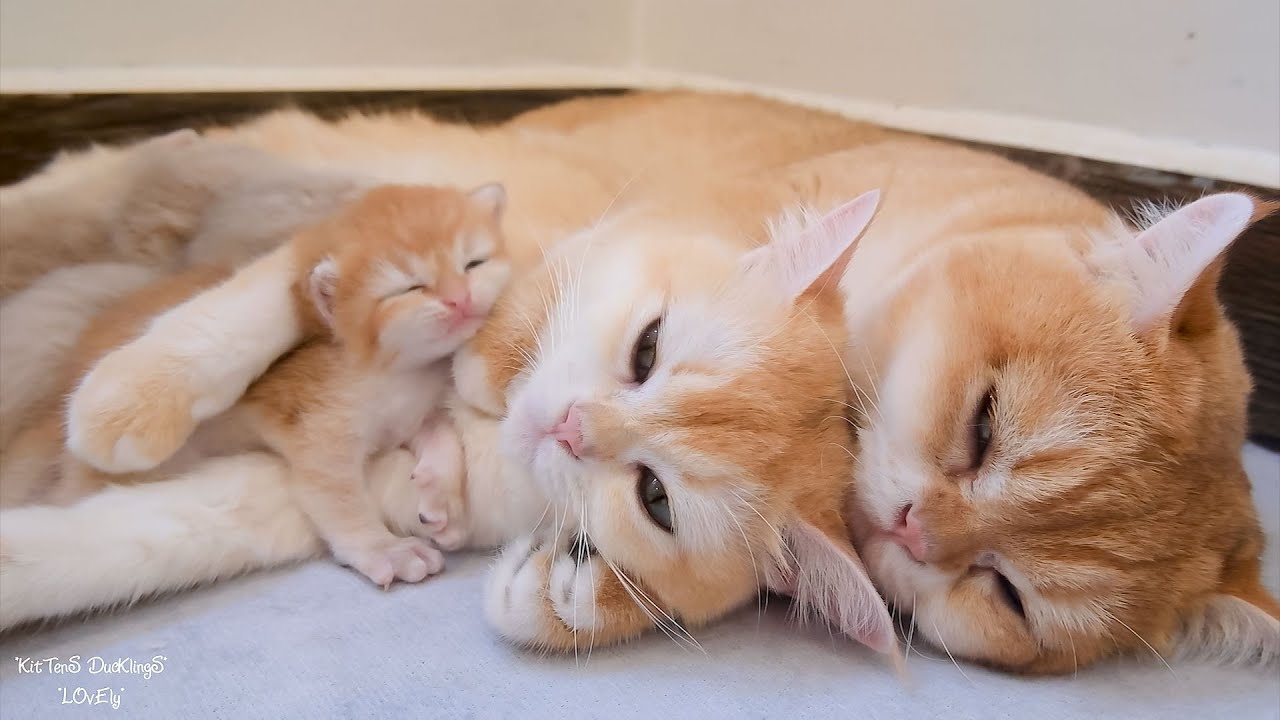 Daddy cat lovingly tends to mom cat and kittens, hugs all to sleep. Super happy family 💖💖💖 !!!